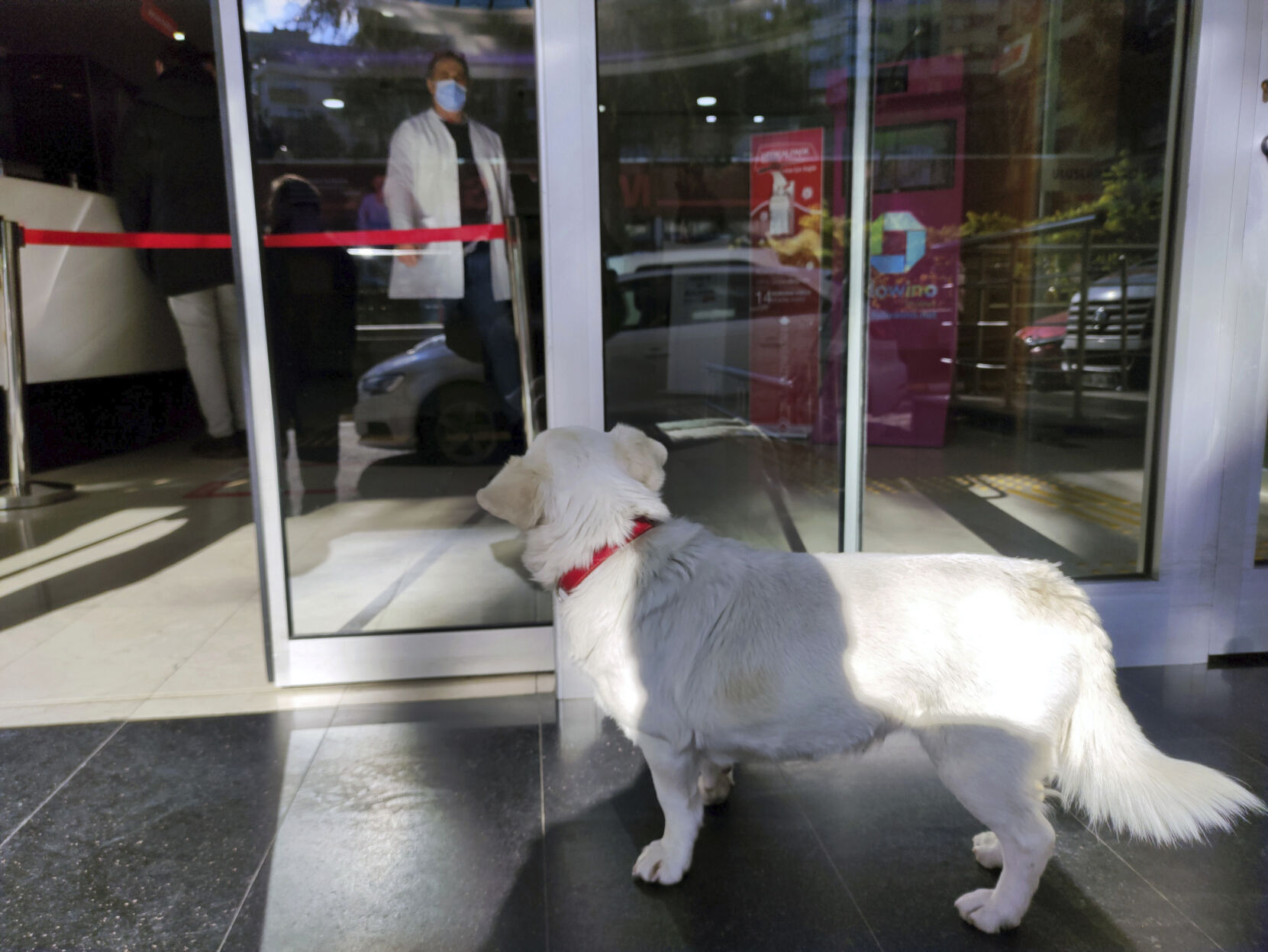 Turkey Dog Sick Owner